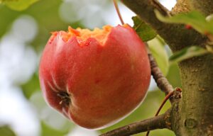 apple, apple tree, kernobstgewaechs